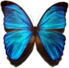 File:Morpho menelaus.png